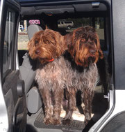 Wirehaired Pointing Griffions
