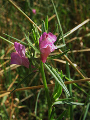 Acker-Löwenmaul in Busch (Foto: Wolfgang Voigt)