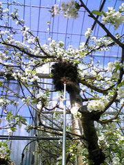 さくらんぼ狩りフルーツ狩り大沢農園さくらんぼ花