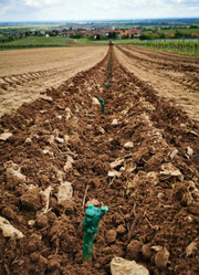 Weingut Frankmann