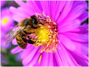 Abeille Buckfast dit Frère Adam