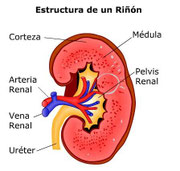 El aparato excretor