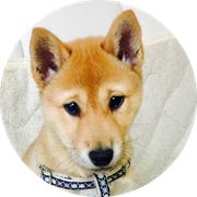 山陰柴犬