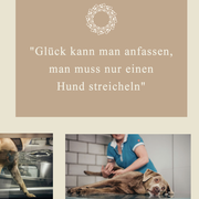 Druckatelier46 - Neugestaltung Homepage Hunde-Wohl, Köniz