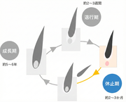 ヘアサイクル（毛周期）の休止期