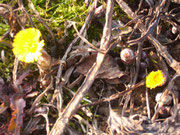 Huflattich Blüten und Knospen