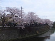 吉川市内に残る運河跡と満開の桜