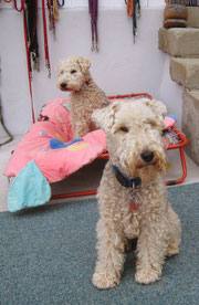 Woopie & Winny (Lakeland-Terrier)