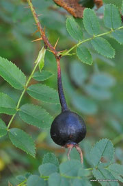 Rosa spinosissima-Rosa pimpinellifolia-Bibernell-Rose-Felsen-Rose - Dünen-Rose - Stachelige Rose - Rosierà feuilles de boucages - Rosa di macchia - Wildrosen - Wildsträucher-Heckensträucher-Wildrose