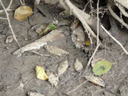 poissons mort sur le Fonfourcade