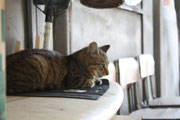 店に勝手に居座る猫 現在行方不明(捜索中)