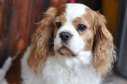 Fame, 10-jährige Cavalier King Charles Hündin