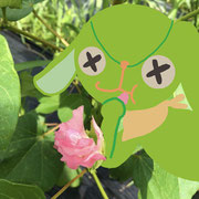 縫々王国とあまくさどろっぷすの天然ワタ畑プロジェクト