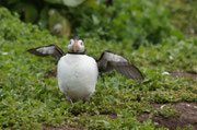 Puffin