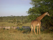 Giraffen und Zebras in der Serengeti