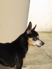 chien médiateur aveyron