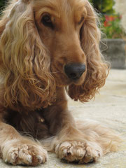 chien médiateur aveyron