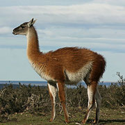Guanaco, wildlebende Form der Lamas in Südamerika. Image: www.wikipedia.at