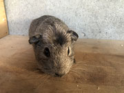 Meerschweinchen Akira