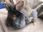 Bartkaninchen Nera