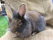 Bartkaninchen Minna
