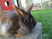 Bartkaninchen Sally
