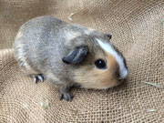 Meerschweinchen Leia