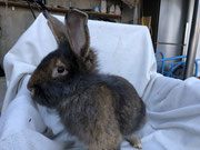 Bartkaninchen Zuchtbock Fredy