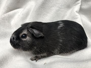 Meerschweinchen Caramel