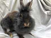 Bartkaninchen Molly