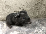 Meerschweinchen Akira