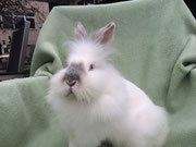 Bartkaninchen Holly