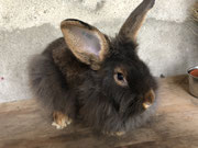 Bartkaninchen unser Rammler