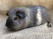 Meerschweinchen Guini
