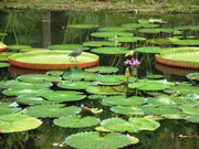 www.souslestropiks.eu @ Jardin de Pamplemousses