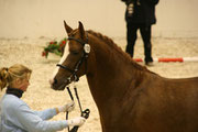 Madison B - bester Springhengst 2007