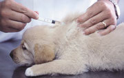 Impfung Hund