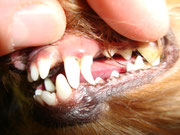 Persistierender Caninus