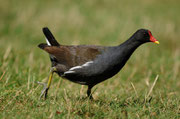 Gallinule poule d'eau juvénile - Poitiers (86) - 28/08/2008