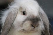 Fredy (mon lapin)