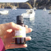 La menthe pour le mal de mer