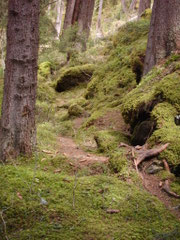 Waldweg