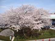 武蔵浦和駅前ロータリーの桜