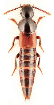 Quedius hirticornis　ツノヒゲツヤムネハネカクシ