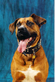Django.: Ein gutmütiger und lieber Riesenhund, mit etwas Machogehabe.