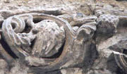 AVARITA (Habgier) im Portal von Lyskirchen