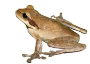 Smilisca phaeota, Valle del Cauca.