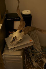 nature morte with mouse and skull