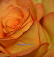 Rose "You Are Loved"