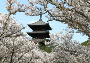 仁和寺の御室桜